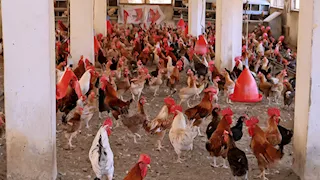 محافظ سوهاج: أوقفنا "نزيف الخسائر" وحولنا المشروعات الإنتاجية لفرص رابحة 