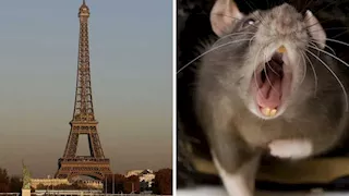 "الفئران" تغزو محطات المترو في فرنسا (فيديو)