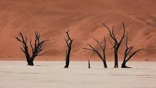 بين الغموض والجمال.. أغرب وأجمل الغابات في العالم 
