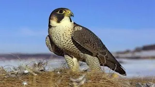  كم كيلوجراما يستطيع الصقر حمله والطيران به؟ 