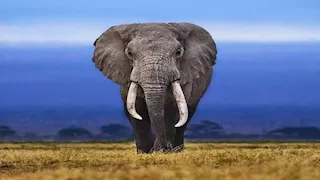 9 حيوانات تتغير سلوكياتها بعد الفقد.. بينها الأفيال والدلافين (صور)