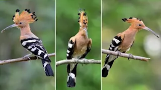 15 طائرا بتسريحات شعر غريبة.. بعضها يشبه التاج (صور)