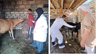 الطب البيطري بالإسماعيلية يعلن تحصين  47 ألف حيوان  ضد الحمى القلاعية والسعار 
