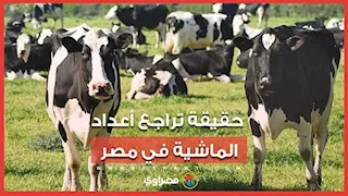 الحكومة تنفي تراجع أعداد الماشية 50%.. وتكشف أرقام الإنتاج المحلي