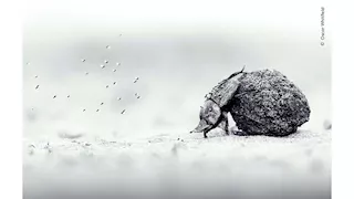 صور تخطف الأنظار.. خنفساء وفيل حزين بين الفائزين بجوائز تصوير الحياة البرية 2026