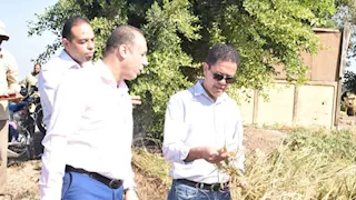 جامعة بنها تقترب من تسجيل سلالتي أرز جديدتين بإنتاجية مرتفعة (صور)