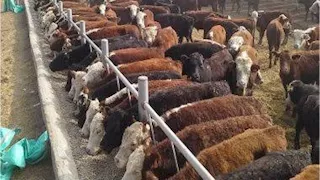  بحوث الحيوان: 3 إجراءات لحماية الماشية من البرد والحفاظ على إنتاجيتها