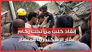 لحظة إنقاذ كلب من تحت ركام عقار الإسكندرية المنهار بعد 16 ساعة تحت الأنقاض