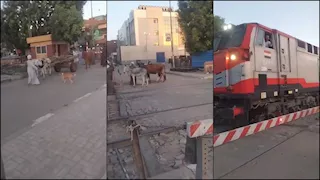 سائق قطار بأسوان يمنع كارثة ويوقف رحلته لعبور مزارع وبقرته -صور