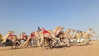 قبيلة المزينة تفوز بالمركز الأول في سباق الهجن التمهيدي الثاني بجنوب سيناء