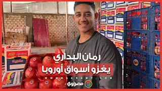 من حدائق البداري لأسواق أوروبا.. فرحة الفلاحين ببدء جني الرمان بأسيوط