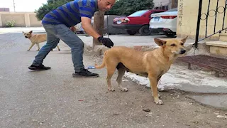 صور- بيان مهم من وزارة الزراعة بشأن التعامل مع الكلاب