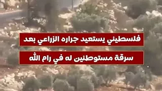 فلسطيني يستعيد جراره الزراعي بعد سرقة مستوطنين له في رام الله"