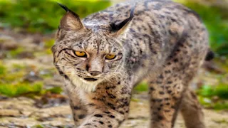 ستصيبك بالدهشة.. أغرب وأندر أشكال القطط حول العالم 