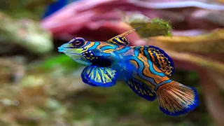 سلي صيامك.. 10 صور لـ أغرب الأسماك الملونة في أعماق البحار