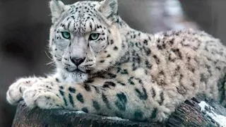 10 صور لـ أروع الحيوانات حول العالم- كائنات تفوق الخيال