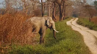 تستحق الزيارة.. قرية تنهي حربها مع الأفيال فما قصتها؟