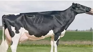 تتجاوز قيمتها الملايين.. أغلى 8 حيوانات حول العالم 