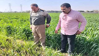 تحرك عاجل لمكافحة الحشائش والإصابات الحشرية بمحصول القمح في سوهاج