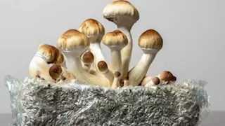 "ماجيك مشروم ومخدر إغتصاب الفتيات ".. حكم عاجل ضد متهم بتصنيع وزراعة المخدرات بالشروق