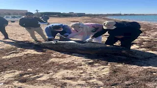 صور.. دفن الدرفيل النافق في رأس غارب