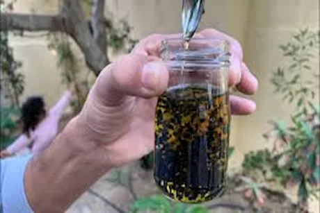 زيت الزيتون وحبة البركة.. طبيب يكشف فوائدهما