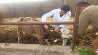 حملة قومية لتحصن المواشي ضد الحمى والوادي المتصدع بالدقهلية (صور)