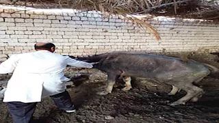 تحصين أكثر من 102 ألف رأس ماشية ضد الحمى القلاعية بالمنيا (صور)