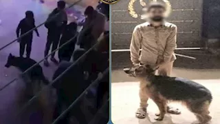 ضبط صاحب كلب غير مرخص بعد تداول فيديو ترويع المارة بالإسكندرية