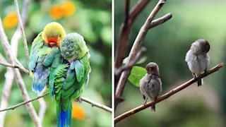 لغز عمره قرون.. لماذا لا تسقط الطيور أثناء نومها؟