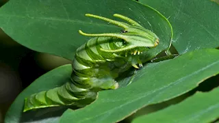 عيون لا تصدق.. 8 حيوانات ستدهشك بغرابتها