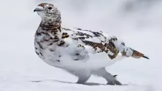 متغيرة الألوان.. 5 أنواع طيور مذهلة حول العالم "صور"