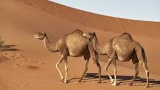 الحيوانات الخارقة.. 6 أنواع يمكنها البقاء دون طعام لفترات طويلة