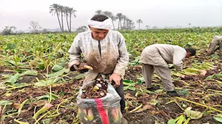 بالتعاون بين مؤسسة IFC والبنك الدولي.. تفاصيل مبادرة "أجري كونيكت" لدعم المزارعين بأفريقيا