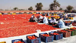 الزراعة: برامج وورش عمل لدعم المنتجين والمصدرين