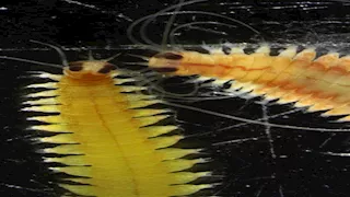 مفاجأة من أعماق البحر.. دودة بسيطة تمتلك عيونا لا تتوقف عن النمو "صور"