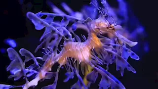  سلي صيامك: "أساتذة التمويه".. صور كائنات تتخفى في هيئة نباتات