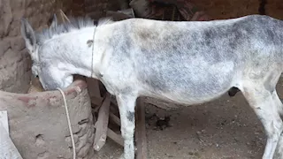 في نهار رمضان.. ضبط لص سرق حمارًا بقرية القرايا بالأقصر