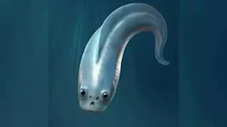 سلي صيامك: أسماك غريبة بـ4 عيون عمرها نصف مليار سنة