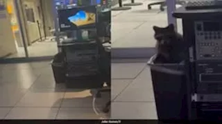 فاجأ الموظفين.. ضيف غير متوقع يقتحم محطة تلفزيونية 