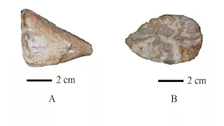  اكتشاف أول سمكة مفترسة بأسنان زاحفية من العصر الطباشيري في مصر