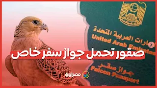 صقور تحمل جواز سفر خاص.. وقيمتها تصل إلى عشرات الآلاف من الدولارات