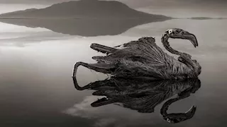 أسرار بحيرة "ناترون" التي تحول الحيوانات إلى تماثيل (صور)