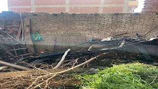 مزارع التهمت النيران حظيرته في منوف: 3 عجول نفقت وشقا العمر ضاع -صور