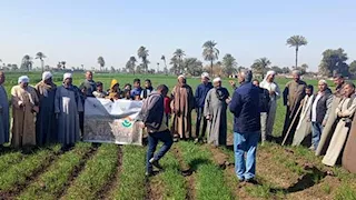 "الزراعة": سلسلة قوافل بيطرية مجانية ودورات تدريبية مكثفة لدعم مربي الماشية في صعيد مصر 