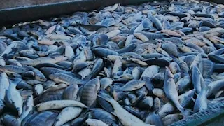 "تنمية البحيرات": إنتاج 33 طنًا من مزرعة المنزلة السمكية