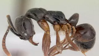 أغرب وأخطر أنواع النمل على كوكب الأرض.. أشكال صادمة 