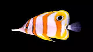 بلا آذان.. 5 حيوانات تتمتع بقدرات سمعية استثنائية (صور)