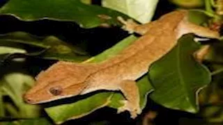 5 حيوانات تمتلك أغرب العيون.. صور مدهشة