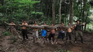 بالصور والفيديو.. تعرف على "البارونة" أطول ثعبان بري في العالم